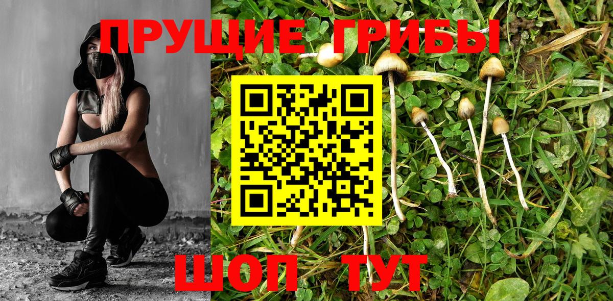 Галлюциногенные грибы Cubensis Зеленогорск